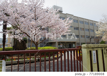 晴天下に小学校校門に咲く満開の桜 77189008