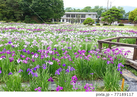 アヤメ あやめ 長井あやめ公園 アヤメ あやめ 長井あやめ公園 77189117