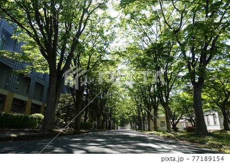 旧米沢高等工業学校本館 山形大学工学部 ケヤキ並木 旧米沢高等工業学校本館 山形大学工学部 ケヤキ並木 77189154