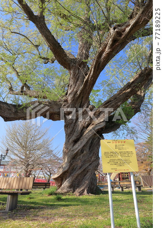 桂城公園のシロヤナギ 桂城公園のシロヤナギ 77189225