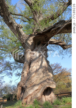 桂城公園のシロヤナギ 桂城公園のシロヤナギ 77189226