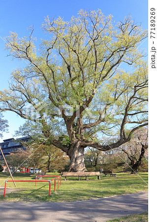 桂城公園のシロヤナギ 桂城公園のシロヤナギ 77189269