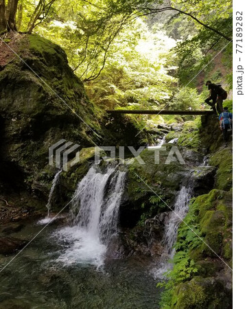 奥多摩の川乗山と滝 77189282