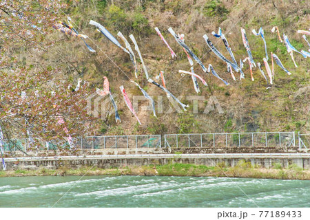 子供の日鯉のぼり山形県白鷹町もがみ川 77189433