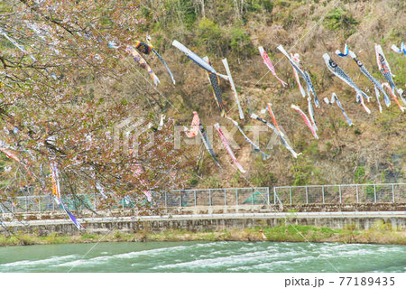 子供の日鯉のぼり山形県白鷹町もがみ川 子供の日鯉のぼり山形県白鷹町もがみ川 77189435