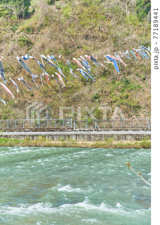 子供の日鯉のぼり山形県白鷹町もがみ川 子供の日鯉のぼり山形県白鷹町もがみ川 77189441
