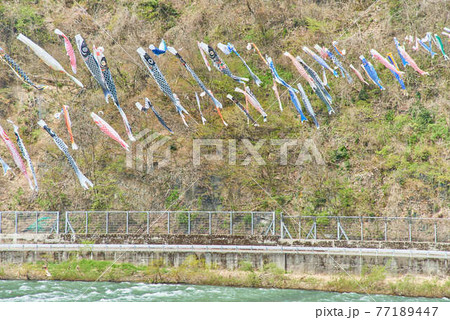子供の日鯉のぼり山形県白鷹町もがみ川 子供の日鯉のぼり山形県白鷹町もがみ川 77189447