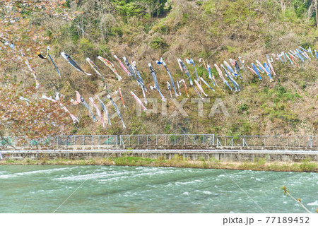 子供の日鯉のぼり山形県白鷹町もがみ川 子供の日鯉のぼり山形県白鷹町もがみ川 77189452