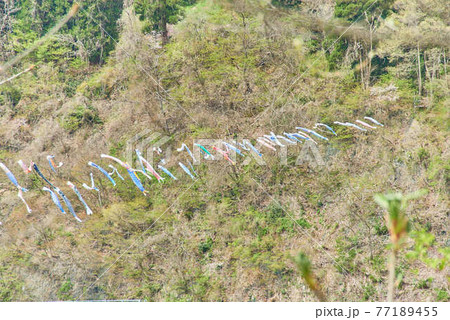 子供の日鯉のぼり山形県白鷹町もがみ川 77189455