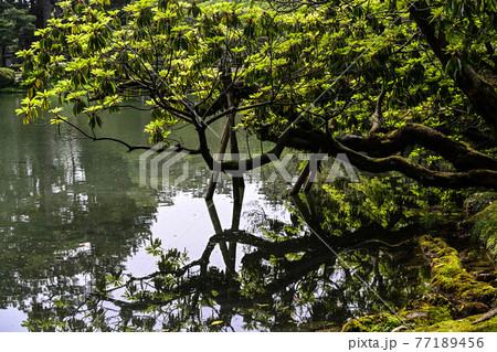 新緑の兼六園 新緑の兼六園 77189456