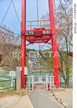 子供の日鯉のぼり山形県白鷹町もがみ川 子供の日鯉のぼり山形県白鷹町もがみ川 77189466