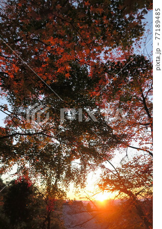 夕暮れの百済寺~本坊庭園の紅葉~ 夕暮れの百済寺~本坊庭園の紅葉~ 77189485