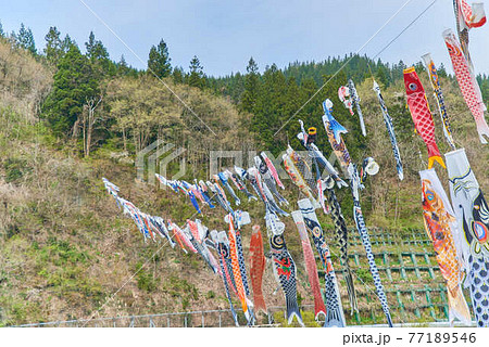 子供の日鯉のぼり山形県白鷹町最上川 子供の日鯉のぼり山形県白鷹町最上川 77189546