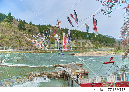 子供の日鯉のぼり山形県白鷹町最上川 77189553