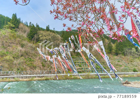 子供の日鯉のぼり山形県白鷹町最上川 子供の日鯉のぼり山形県白鷹町最上川 77189559