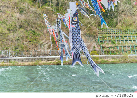 子供の日端午の節句山形県最上川鯉のぼり 77189628