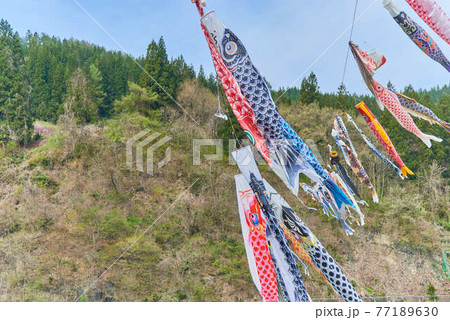 子供の日端午の節句山形県最上川鯉のぼり 子供の日端午の節句山形県最上川鯉のぼり 77189630