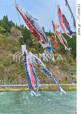 子供の日端午の節句山形県最上川鯉のぼり 子供の日端午の節句山形県最上川鯉のぼり 77189633