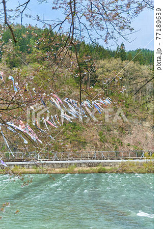 子供の日端午の節句山形県最上川鯉のぼり 子供の日端午の節句山形県最上川鯉のぼり 77189639