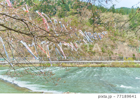 子供の日端午の節句山形県最上川鯉のぼり 77189641
