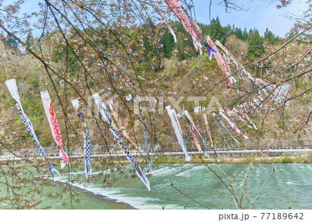 子供の日端午の節句山形県最上川鯉のぼり 77189642