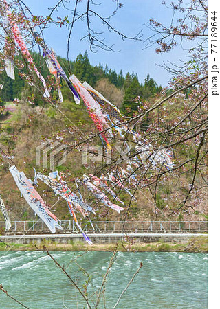 子供の日端午の節句山形県最上川鯉のぼり 子供の日端午の節句山形県最上川鯉のぼり 77189644
