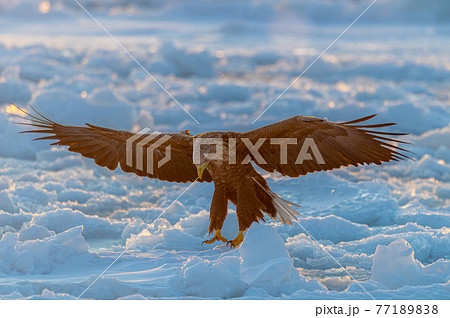 知床　冬 77189838