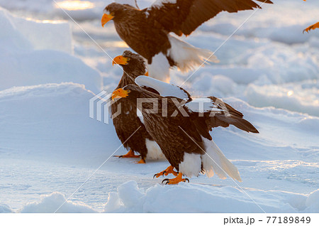 知床　冬 77189849