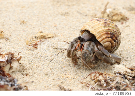 おでかけですか？大きなヤドカリ　海辺をゆく 77189953