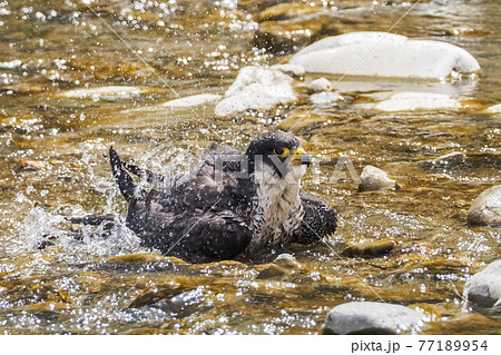 川で水浴びをするハヤブサ 77189954