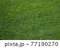 鮮やかなグリーンの芝生 77190270