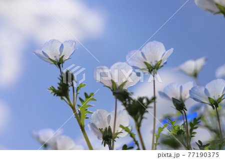 お家鉢植えネモフィラ お家鉢植えネモフィラ 77190375