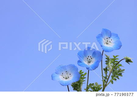 お家鉢植えネモフィラ 77190377