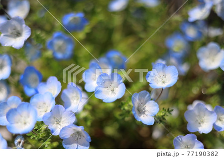 お家鉢植えネモフィラ 77190382