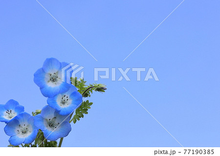 お家鉢植えネモフィラ 77190385