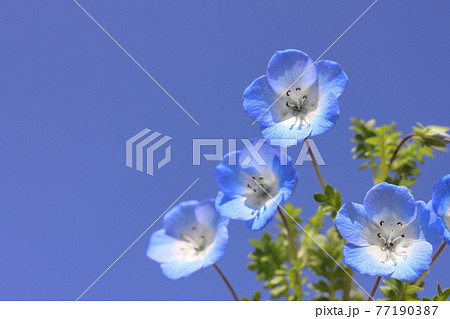 お家鉢植えネモフィラ 77190387