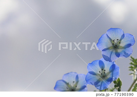 お家鉢植えネモフィラ 77190390