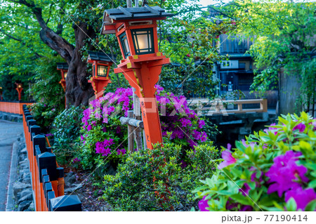 京都市東山区祇園白川の新緑を撮影 77190414