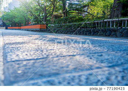 京都市東山区祇園白川の新緑を撮影 京都市東山区祇園白川の新緑を撮影 77190423