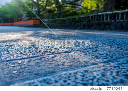 京都市東山区祇園白川の新緑を撮影 77190424