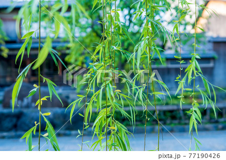 京都市東山区祇園白川の新緑を撮影 77190426