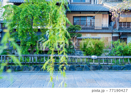 京都市東山区祇園白川の新緑を撮影 京都市東山区祇園白川の新緑を撮影 77190427