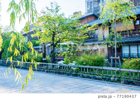 京都市東山区祇園白川の新緑を撮影 京都市東山区祇園白川の新緑を撮影 77190437