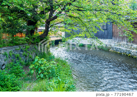 京都市東山区祇園白川の新緑を撮影 京都市東山区祇園白川の新緑を撮影 77190467