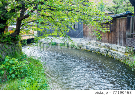 京都市東山区祇園白川の新緑を撮影 京都市東山区祇園白川の新緑を撮影 77190468