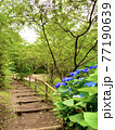 緑に囲まれた公園の階段と、青い紫陽花 77190639
