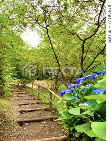 緑に囲まれた公園の階段と、青い紫陽花 77190639