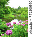 緑豊かな公園の池周りに咲くピンクの紫陽花 77190640