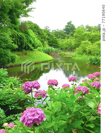 緑豊かな公園の池周りに咲くピンクの紫陽花 77190640
