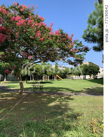 公園の真っ赤に咲くサルスベリ 77190642